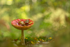 DSCF3322Nikon-105-defocus