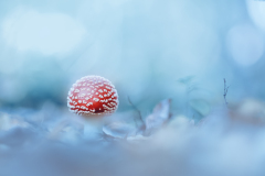 DSCF3327B-Nikon-105-defocus