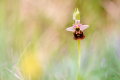 DSCF2716.KILFITTjpg