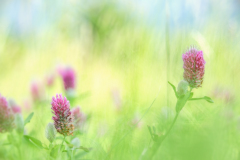 DSCF4562Pentacon-80mm-trifolium-rubens-