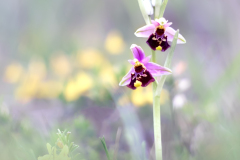 DSCF8537-HELIOS-40-2-OPHRYS